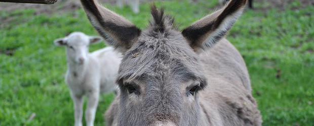 Meople News: Drunk Farm Infiltrator You might have noticed the complete and utter lack of anything new at Meople’s Magazine this weekend. The sad truth is, yours truly was suffering from a bad case of the Meeple Flu. This rare and dangerous flu was named the Meeple Flu because it makes you lie on your...